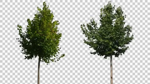 Real Tree Isolated On The Wind 14-15 Stock Footage 54977909