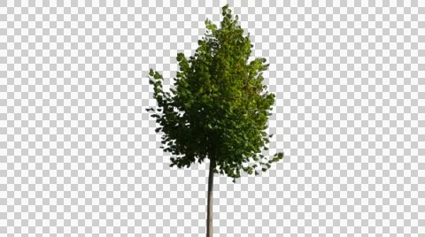 Real Tree Isolated On The Wind 14 Stock Footage 55025614