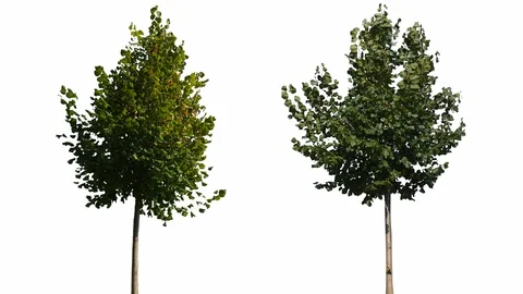 Real Tree Isolated On The Wind 14-15 MIX on white background Stock Footage 96222266