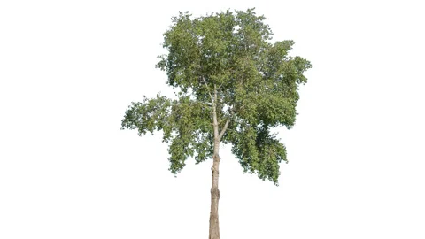 Real Tree isolated on the wind 140 on white background Stock Footage 138961115