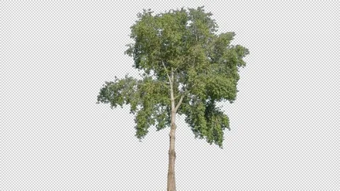 Real Tree isolated on the wind 140 Stock Footage 138968320