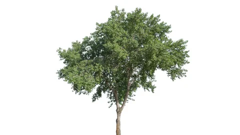 Real Tree isolated on the wind 141 on white background Stock Footage 138970176