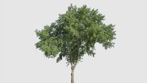 Real Tree isolated on the wind 141 Stock Footage 138971417