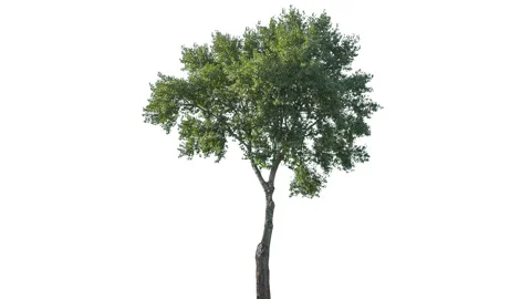 Real Tree isolated on the wind 142 on white background Stock Footage 139101150
