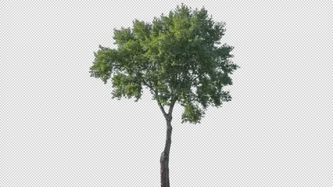 Real Tree isolated on the wind 142 Stock Footage 139101820