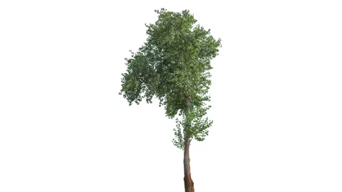 Real Tree isolated on the wind 143 on white background Stock Footage 139100504