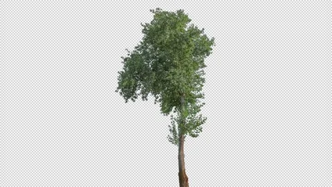 Real Tree isolated on the wind 143 Stock Footage 139103036