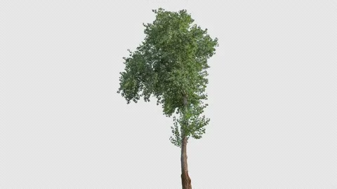 Real Tree isolated on the wind 143 4K Stock Footage 139161681