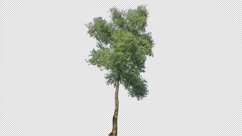 Real Tree isolated on the wind 144 Stock Footage 139116043