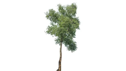 Real Tree isolated on the wind 144 4K on white background Stock Footage 139118350