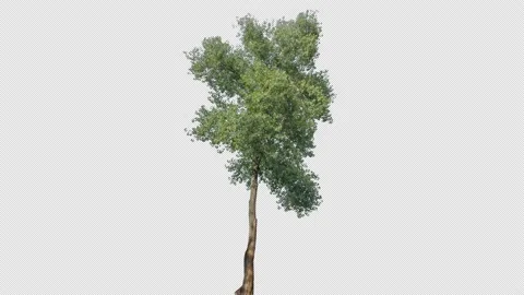 Real Tree isolated on the wind 144 4K Video stock 139147212