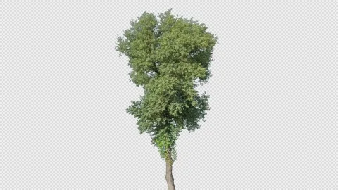 Real Tree isolated on the wind 145 4K shutter Stock Footage 139122193