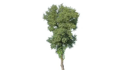 Real Tree isolated on the wind 145 4K on white background Stock Footage 139123761