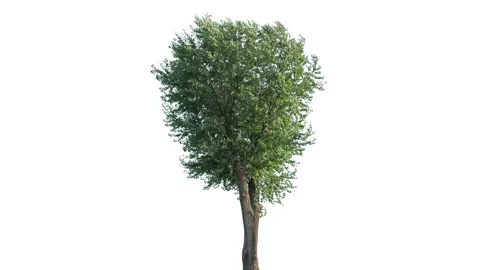 Real Tree isolated on the wind 146 on white background Stock Footage 139162847