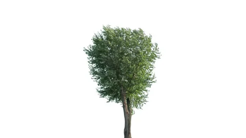 Real Tree isolated on the wind 146 4K on white background Stock Footage 139163336
