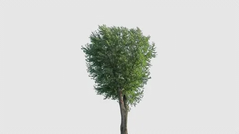 Real Tree isolated on the wind 146 4K Stock Footage 139171803