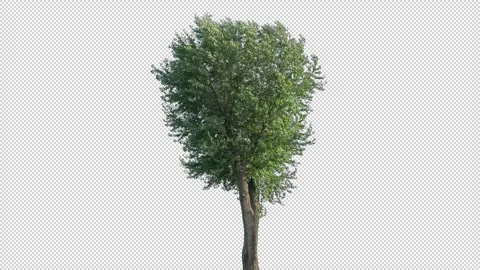 Real Tree isolated on the wind 146 Stock Footage 139172046