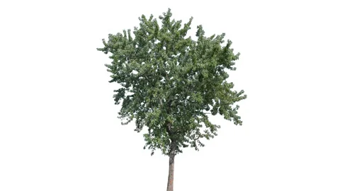 Real Tree isolated on the wind 148 on white background Stock Footage 139217933