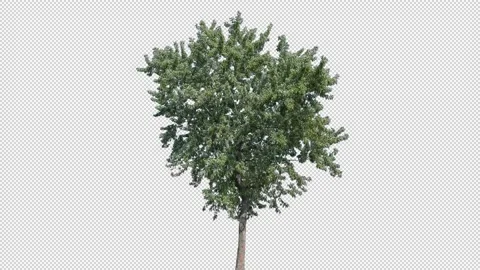 Real Tree isolated on the wind 148 Stock Footage 139279972