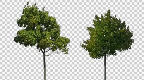 Real Tree Isolated On The Wind 16-17 Video stock 55245353