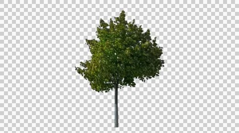 Real Tree Isolated On The Wind 16 Stock Footage 55245413