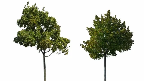 Real Tree Isolated On The Wind 16-17 MIX on white background Stock Footage 96222490