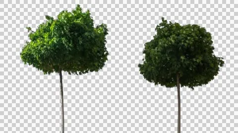 Real Tree Isolated On The Wind 18-20 Stock Footage 55246583