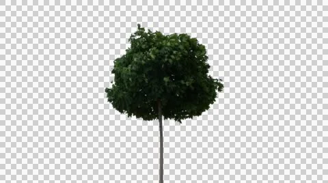 Real Tree Isolated On The Wind 18 Stock Footage 56021767
