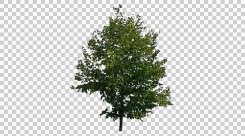 Real Tree Isolated On The Wind 19 Stock Footage 55246054