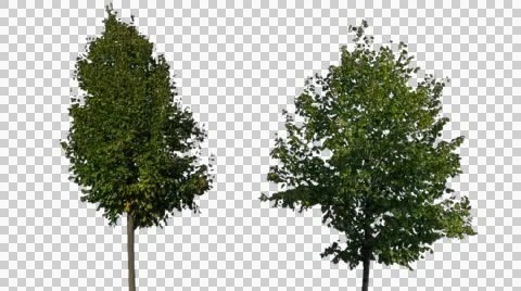 Real Tree Isolated On The Wind 19-27 Stock Footage 55308486