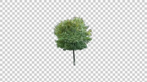 Real tree isolated on the wind 2 Stock Footage 47484366
