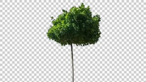 Real Tree Isolated On The Wind 20 Stock Footage 55246520