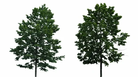 Real Tree Isolated On The Wind 21-22 MIX on white background Stock Footage 96222724