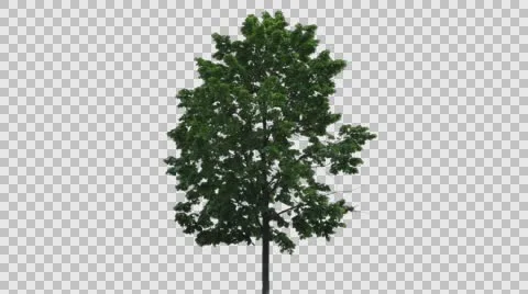 Real Tree Isolated On The Wind 22 Stock Footage 63395441