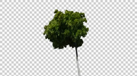 Real Tree Isolated On The Wind 23 Stock Footage 56082650