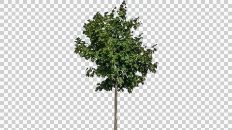 Real Tree Isolated On The Wind 24 Stock Footage 55292045