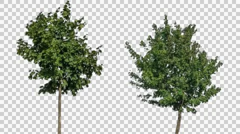 Real Tree Isolated On The Wind 24-25 Stock Footage 55294751