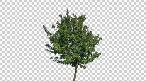 Real Tree Isolated On The Wind 25 Stock Footage 55292885
