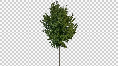 Real Tree Isolated On The Wind 26 Stock Footage 55298992