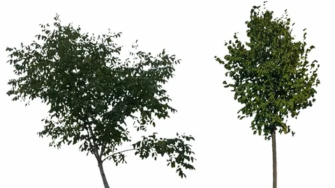 Real Tree Isolated On The Wind 26-29 MIX on white background Stock Footage 96223108