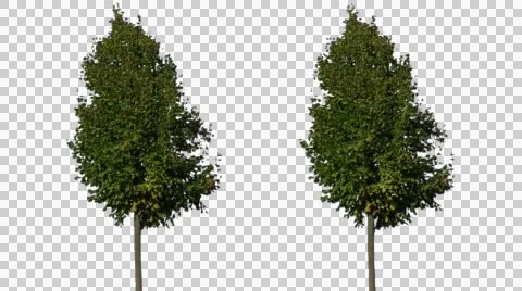 Real Tree Isolated On The Wind 27 Stock Footage 55308333