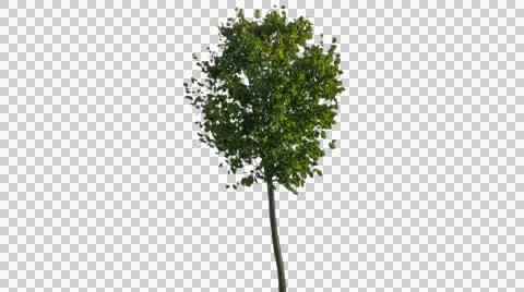 Real Tree Isolated On The Wind 28 Stock Footage 55547578