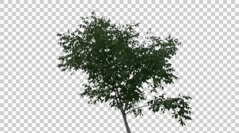 Real Tree Isolated On The Wind 29 Stock Footage 55891311