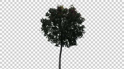 Real Tree Isolated On The Wind 31 Stock Footage 55889705