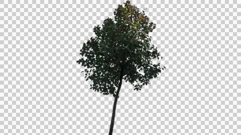 Real Tree Isolated On The Wind 32 Stock Footage 55917086