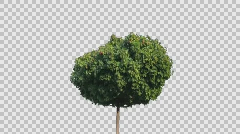 Real Tree Isolated On The Wind 33 Stock Footage 56246986