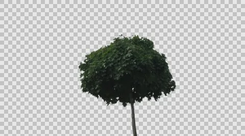 Real Tree Isolated On The Wind 34 Stock Footage 56246421