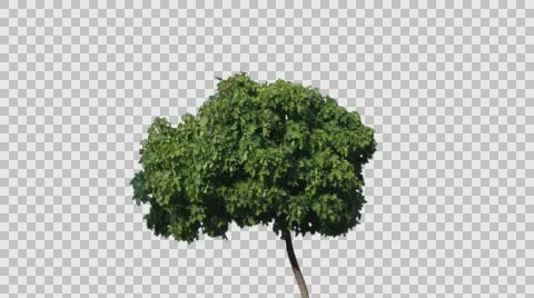 Real Tree Isolated On The Wind 36 Stock Footage 57287561