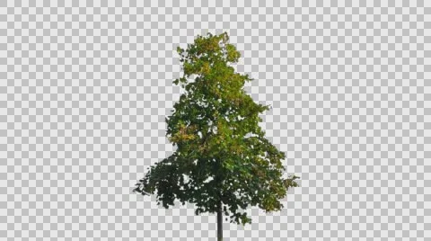 Real Tree Isolated On The Wind 37 Stock Footage 57287760