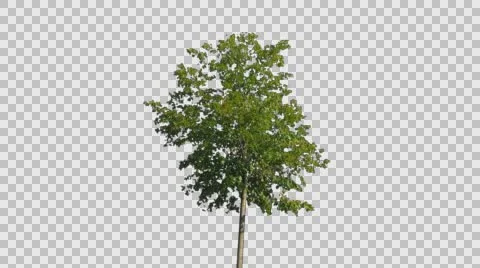 Real Tree Isolated On The Wind 38 Stock Footage 57300001